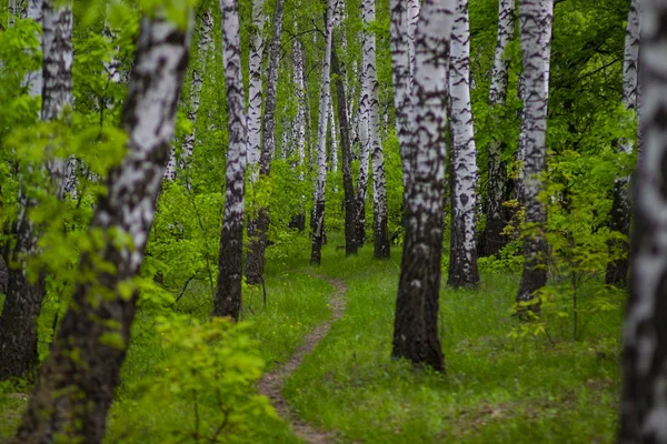 Wald Feldweg Frühling Birkenwald Russland — Stockfoto