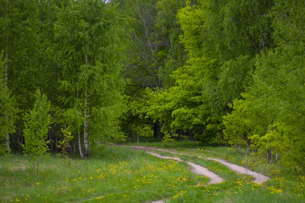 Camino Tierra Forestal Bosque Abedules Primavera Rusia — Foto de Stock