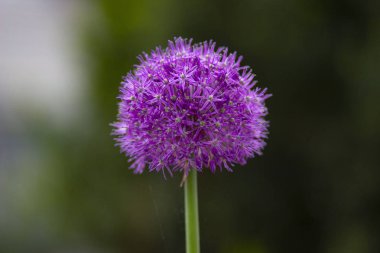 Bahar köy bahçesinde bir çiçek tarhında mor yuvarlak yeşil soğan çiçeği