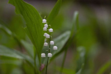 Bahar çam ormanındaki beyaz çiçekli vadi zambağı