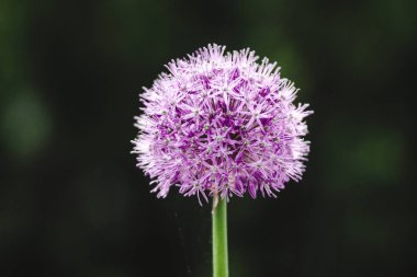 Bahar köy bahçesinde bir çiçek tarhında mor yuvarlak yeşil soğan çiçeği