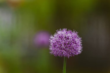 Bahar köy bahçesinde bir çiçek tarhında mor yuvarlak yeşil soğan çiçeği