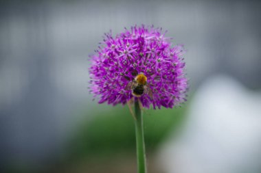 Bahar köy bahçesinde bir çiçek tarhında mor yuvarlak yeşil soğan çiçeği