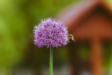 Bahar köy bahçesinde bir çiçek tarhında mor yuvarlak yeşil soğan çiçeği
