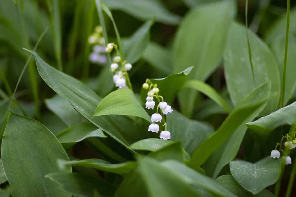 Lys Blanc Mai Vallée Fleurs Dans Forêt Pins Printemps — Photo