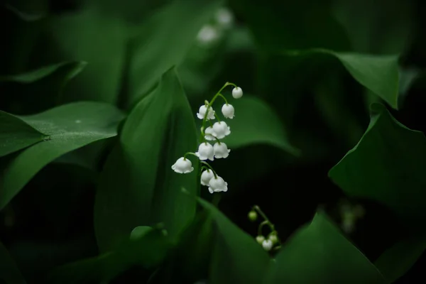 Witte Lelie Van Vallei Bloeit Het Lentedennenbos — Stockfoto