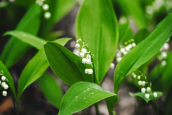 Lys Blanc Mai Vallée Fleurs Dans Forêt Pins Printemps — Photo