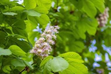 Bahar Park Güney kestane ağacının parlak çiçek