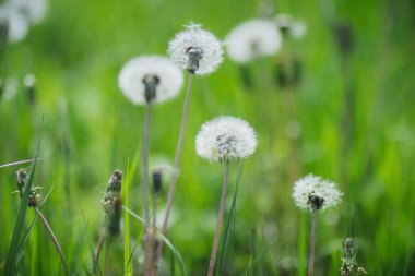 Bahar tarlasında çiçek tarlasında beyaz tüylü karahindiba çiçeği