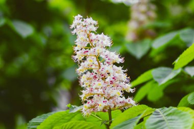 Bahar Park Güney kestane ağacının parlak çiçek