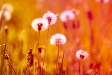 Bahar tarlasında çiçek tarlasında beyaz tüylü karahindiba çiçeği