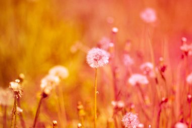 Bahar tarlasında çiçek tarlasında beyaz tüylü karahindiba çiçeği