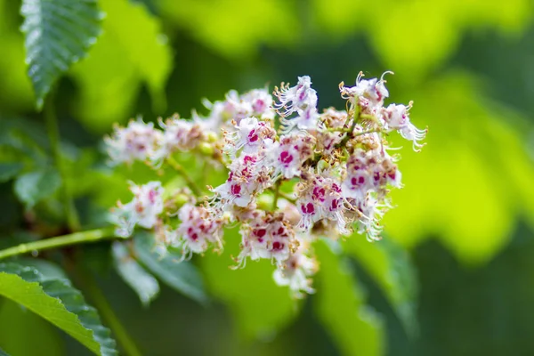 Flor Brillante Del Castaño Sur Parque Primavera —  Fotos de Stock