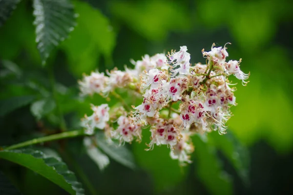 Flor Brillante Del Castaño Sur Parque Primavera —  Fotos de Stock