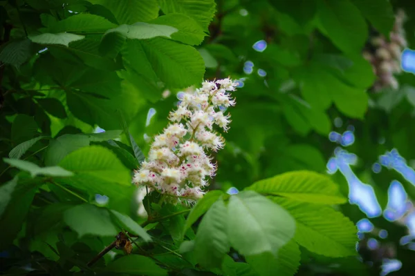 Helle Blume Der Kastanie Süden Des Frühlingsparks — Stockfoto