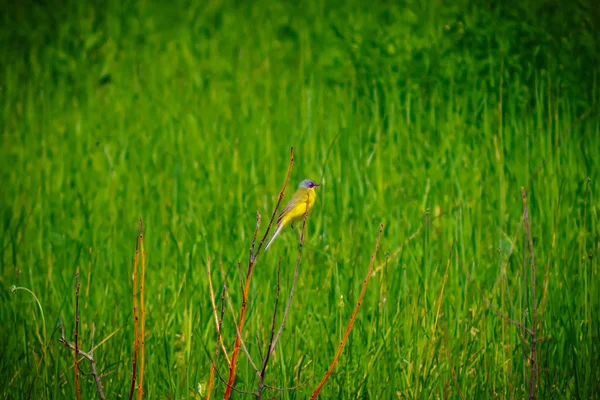 Veld Zingen Trekvogels Lente Veld Rusland — Stockfoto