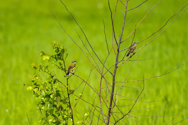 Campo Cantando Aves Migratorias Campo Primavera Rusia — Foto de Stock