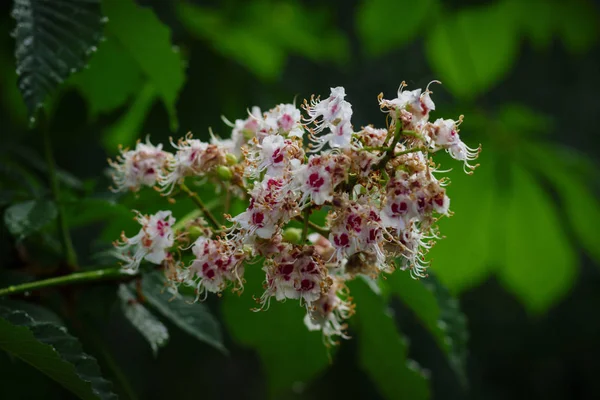 Flor Brillante Del Castaño Sur Parque Primavera —  Fotos de Stock