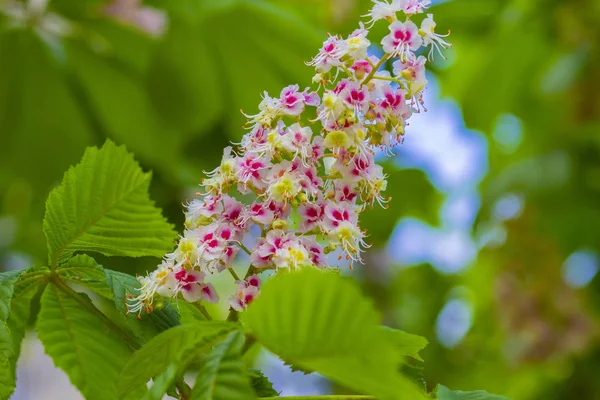 Flor Brillante Del Castaño Sur Parque Primavera —  Fotos de Stock