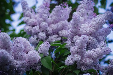 Baharda bir Bush üzerinde Pembe kokulu leylak çiçekler bahçe olabilir