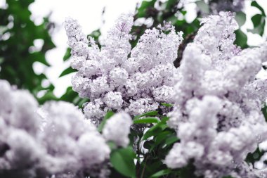 Baharda bir Bush üzerinde Pembe kokulu leylak çiçekler bahçe olabilir