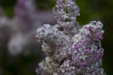 Baharda bir Bush üzerinde Pembe kokulu leylak çiçekler bahçe olabilir