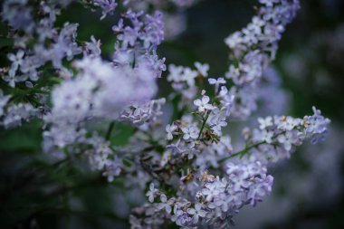 Baharda bir Bush üzerinde Pembe kokulu leylak çiçekler bahçe olabilir