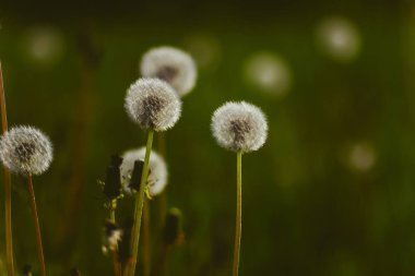 Baharda çiçek tarhındaki beyaz tüylü karahindiba çiçekleri