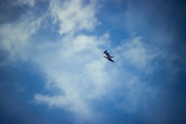 Gaviotas Blancas Dando Vueltas Sobre Agua Del Río Manantial — Foto de Stock