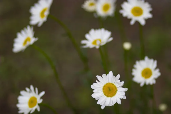 White Fragrant Chamomile Flowers Flower Bed Spring May Garden — 스톡 사진