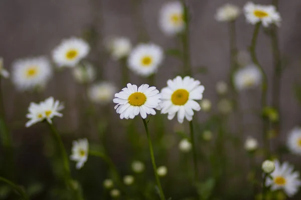 White Fragrant Chamomile Flowers Flower Bed Spring May Garden — 스톡 사진