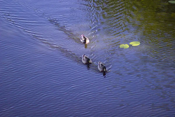 Groupe Canards Sur Eau Près Rive Lac Forestier — Photo