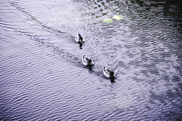 Grupo Patos Agua Cerca Orilla Lago Forestal —  Fotos de Stock