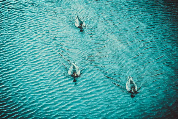 Groupe Canards Sur Eau Près Rive Lac Forestier — Photo