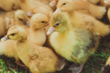 Köyde bir çiftlikte küçük kabarık sarı dişli ördek yavruları