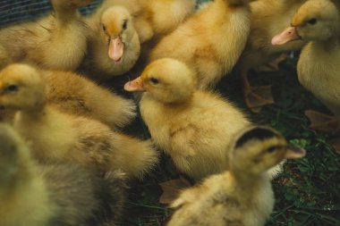 Köyde bir çiftlikte küçük kabarık sarı dişli ördek yavruları