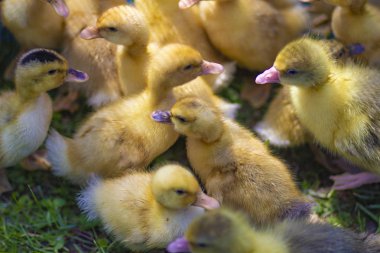 Köyde bir çiftlikte küçük kabarık sarı dişli ördek yavruları