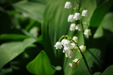 Baharda vadideki beyaz çiçek kokulu Lily çam ağacı olabilir.
