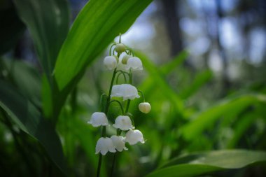 Baharda vadideki beyaz çiçek kokulu Lily çam ağacı olabilir.