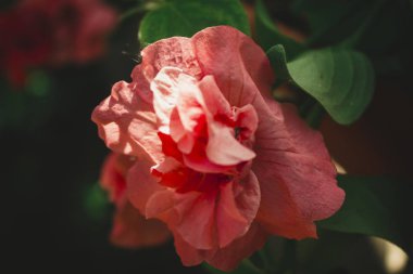 Bahçedeki çiçek tarhında kırmızı çiçek