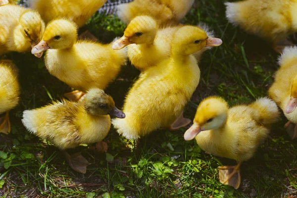 Little fluffy yellow-toothed ducklings on a farm in the village