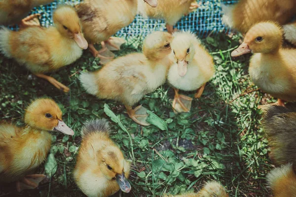 Little fluffy yellow-toothed ducklings on a farm in the village