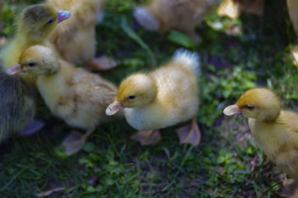 Little fluffy yellow-toothed ducklings on a farm in the village