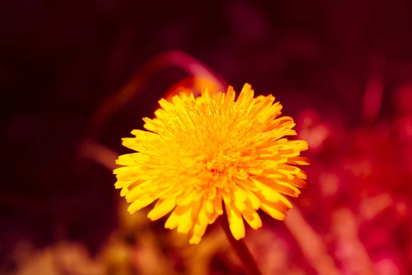 春のふわふわタンポポの黄色の花は森を松かもしれません — ストック写真