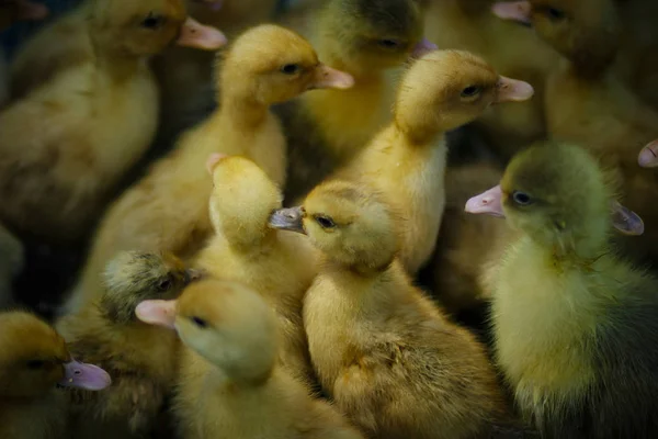 Little fluffy yellow-toothed ducklings on a farm in the village