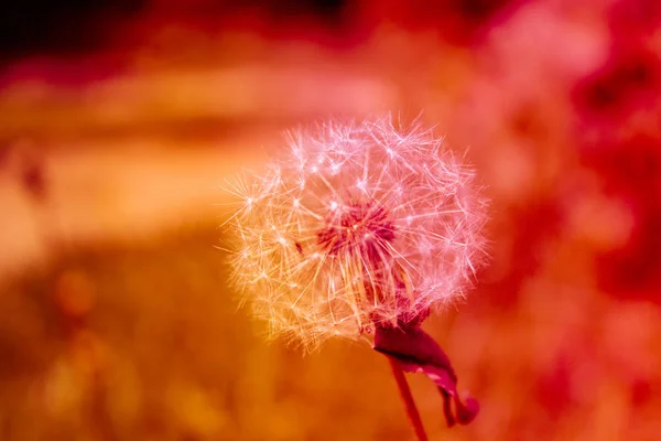 Bunga Putih Lembut Dandelion Musim Semi Mungkin Hutan Pinus — Stok Foto