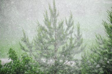 Ormanda bahar yağmur yağabilir