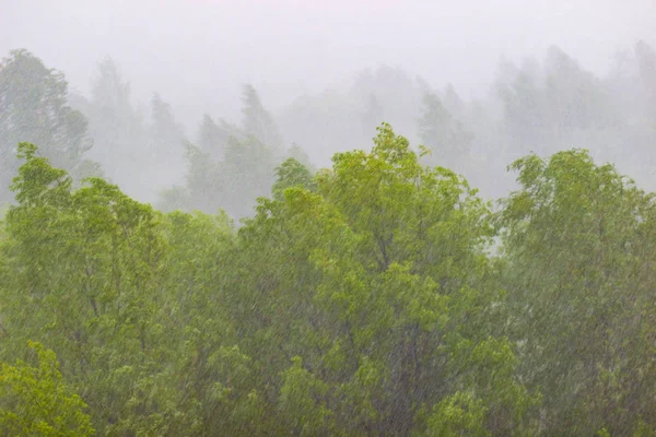 Wiosna Może Deszcz Lesie — Zdjęcie stockowe