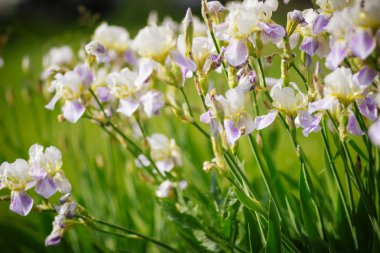 Bahar Parkı'nda çim üzerinde Iris çiçek