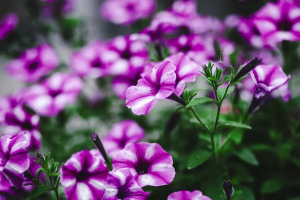 俄罗斯天然森林公园花坛上的紫色芬芳花 — 图库照片